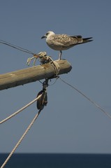 Uccello su trabucco