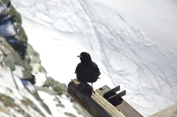 Gracco Alpino in alta montagna