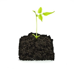 sprout to beans on ground