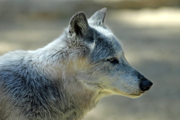 Portrait loup de Mackenzie