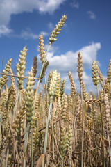 Fototapeta premium corn