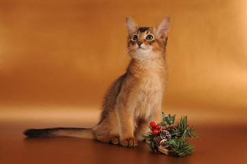 Christmas somali kitten