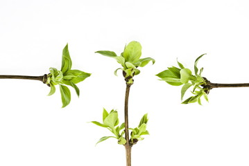 branches tree with spring buds isolated on white