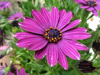 Obraz premium Kapkörbchen