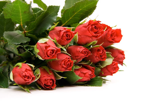 red roses isolated on white. valentine's day
