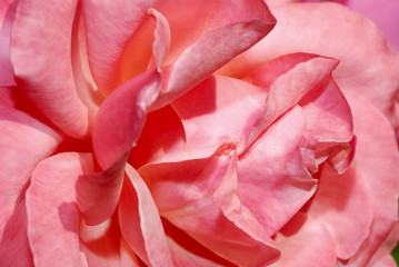 Pink rose