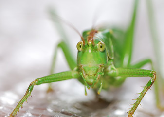 Grasshopper