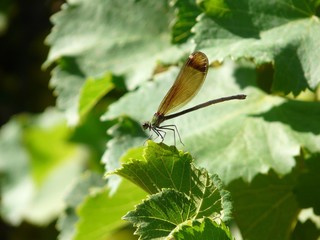 libellule sur feuille de vigne