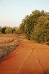 Olive Trees, South Italy