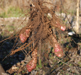Jerusalem Artichokes Attached to Plant