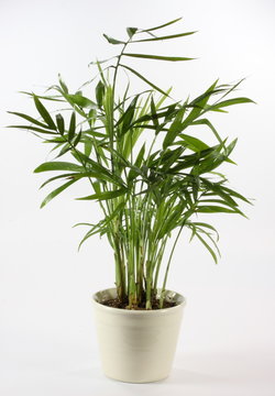 Palme