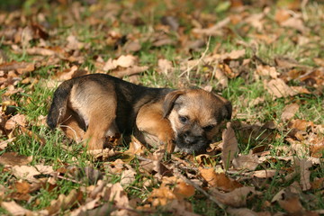 chiot border terrier couché sur les feuilles mortes