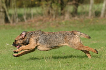 décomposition du mouvement de course d'un border terrier