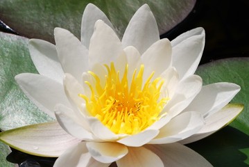 White lotus flower