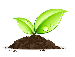 Jeune plante en terre