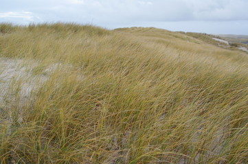 Strandhafer an dänemarks Nordseeküste