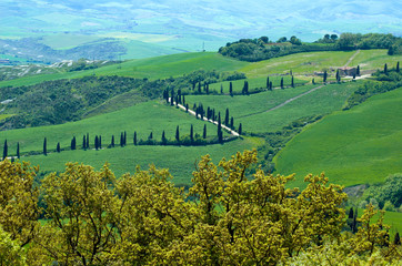 Tree-line road, Italy