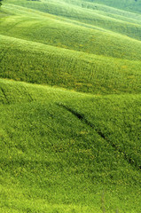 Green fields of wheat