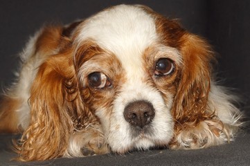 cavalier king charles spaniel