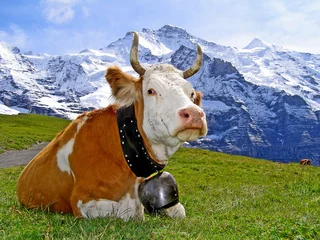 Fototapeten Kuh cow in the alps mountains on landscape  © Béla Hegyesi