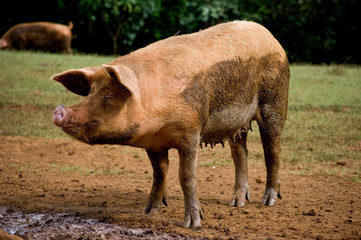 Dirty pink pig, Moorea, French Polynesia