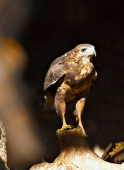 Buzzard