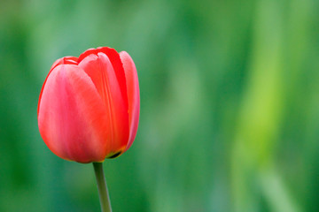 One red tulip on green background