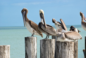 Braun - Pelikane auf Pier in Florida,USA