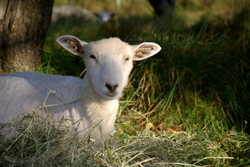Resting Lamb