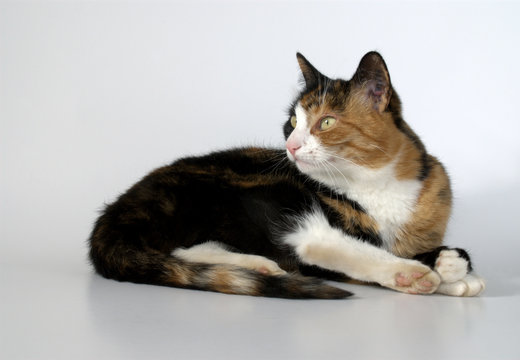 Cat Pose