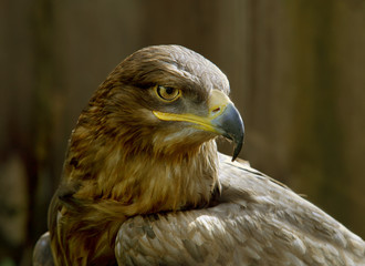 eagle portrait
