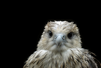Wet nestling eagle