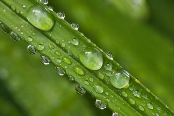 Green leaf with drops of rain