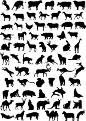 Animals vector collection