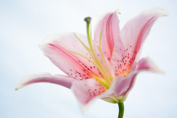 Lily flower