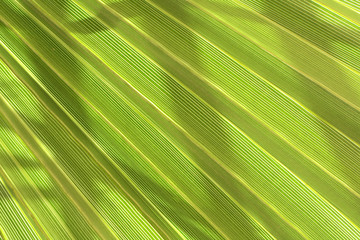 Obraz premium green background