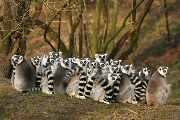 Group of ring-tailed lemurs sitting close together - Powered by Adobe