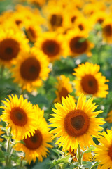 Fototapeta na wymiar Field of Sunflowers