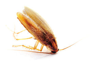 Cockroach on white background