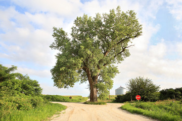 The tree in the middle of the road