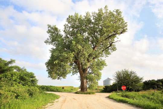 The Tree In The Middle Of The Road