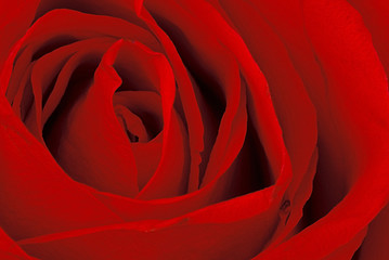 Beautiful red rose. Macro.