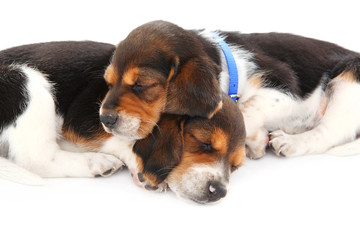 Beagle puppies sleeping