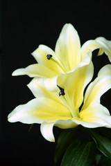 Obraz na płótnie Canvas Beautiful white lilies close up in soft focus on black