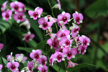 Vanda, Orchidee