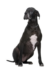Obraz premium Great Dane