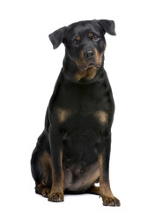 Obraz premium rottweiler (4 years)