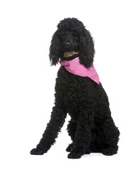 royal Poodle (1 year)