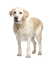 Labrador (9 years)