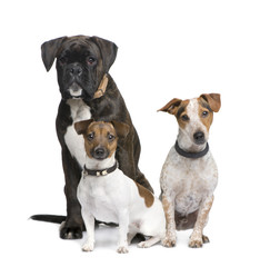group of three dogs Boxer, Jack russell and a crossbreed